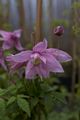 Clematis macropetala Markham's Pink-2 Powojnik